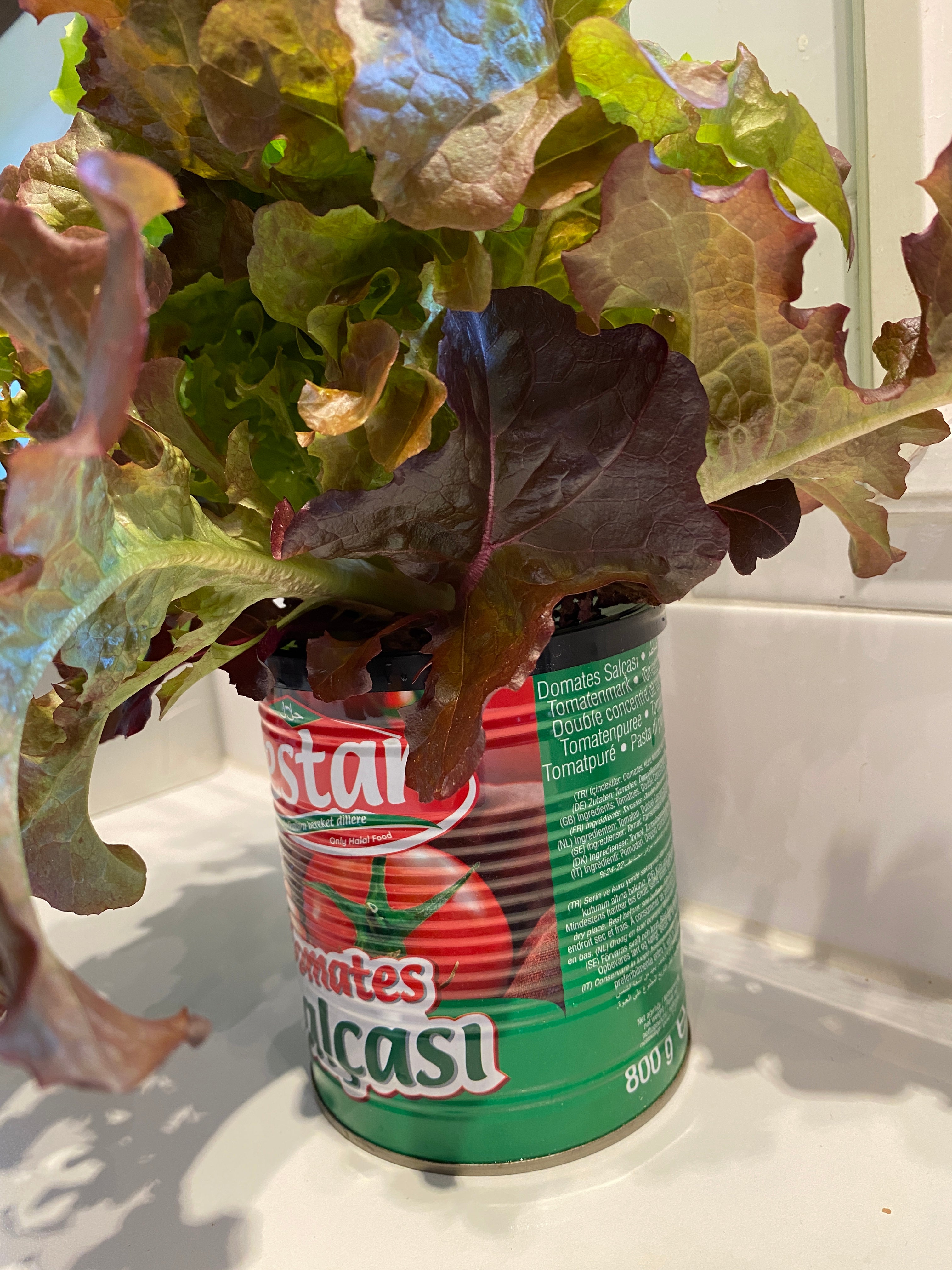 Großes Starterpaket Hydrokultur Wählen Sie zwischen 32 oder 50 mm Körben