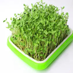 Nursery - for 88 seedlings or for sprouting microgreens