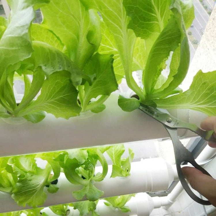 Hydrogarten 36 Pflanzen