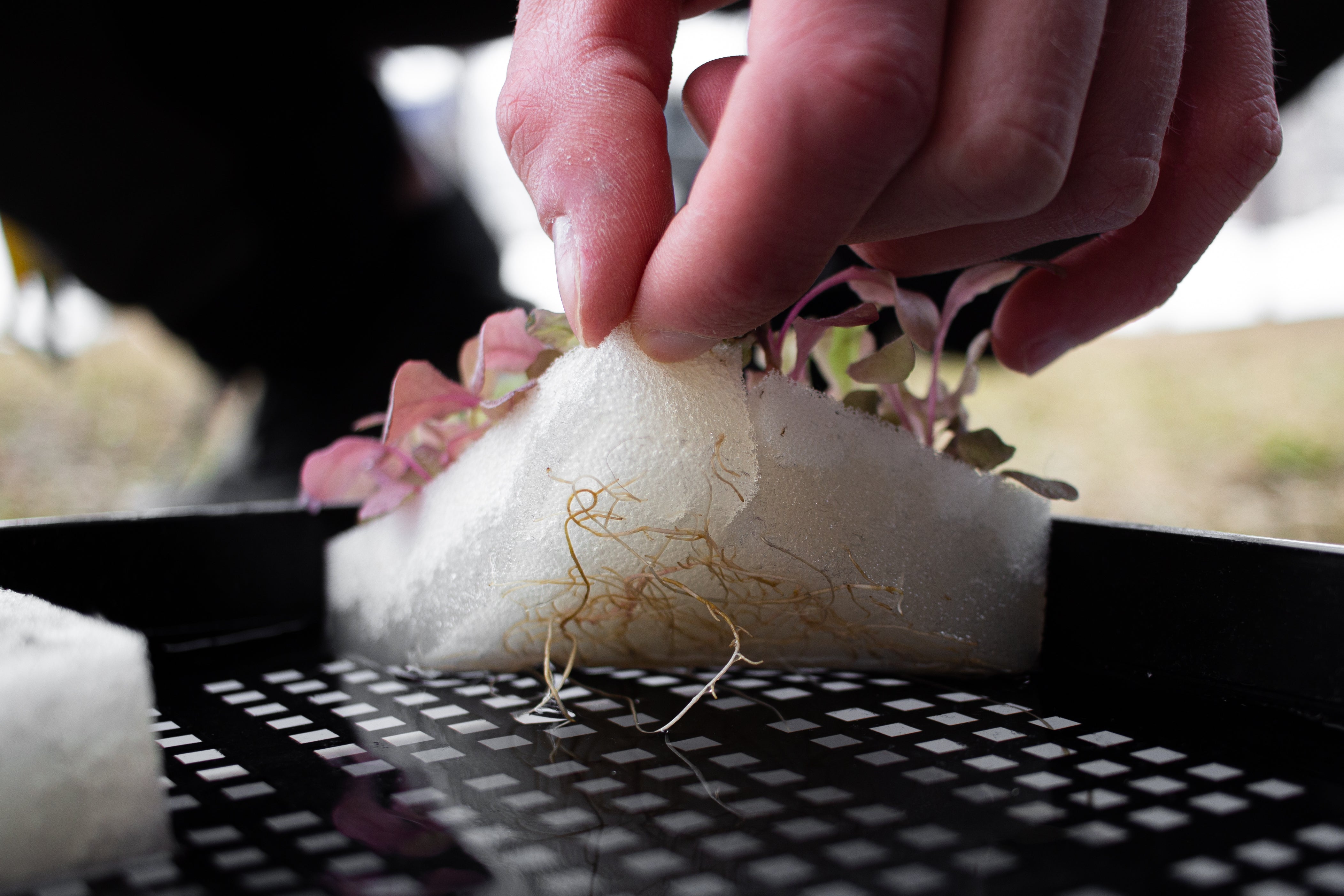 Großes Starterpaket Hydrokultur Wählen Sie zwischen 32 oder 50 mm Körben