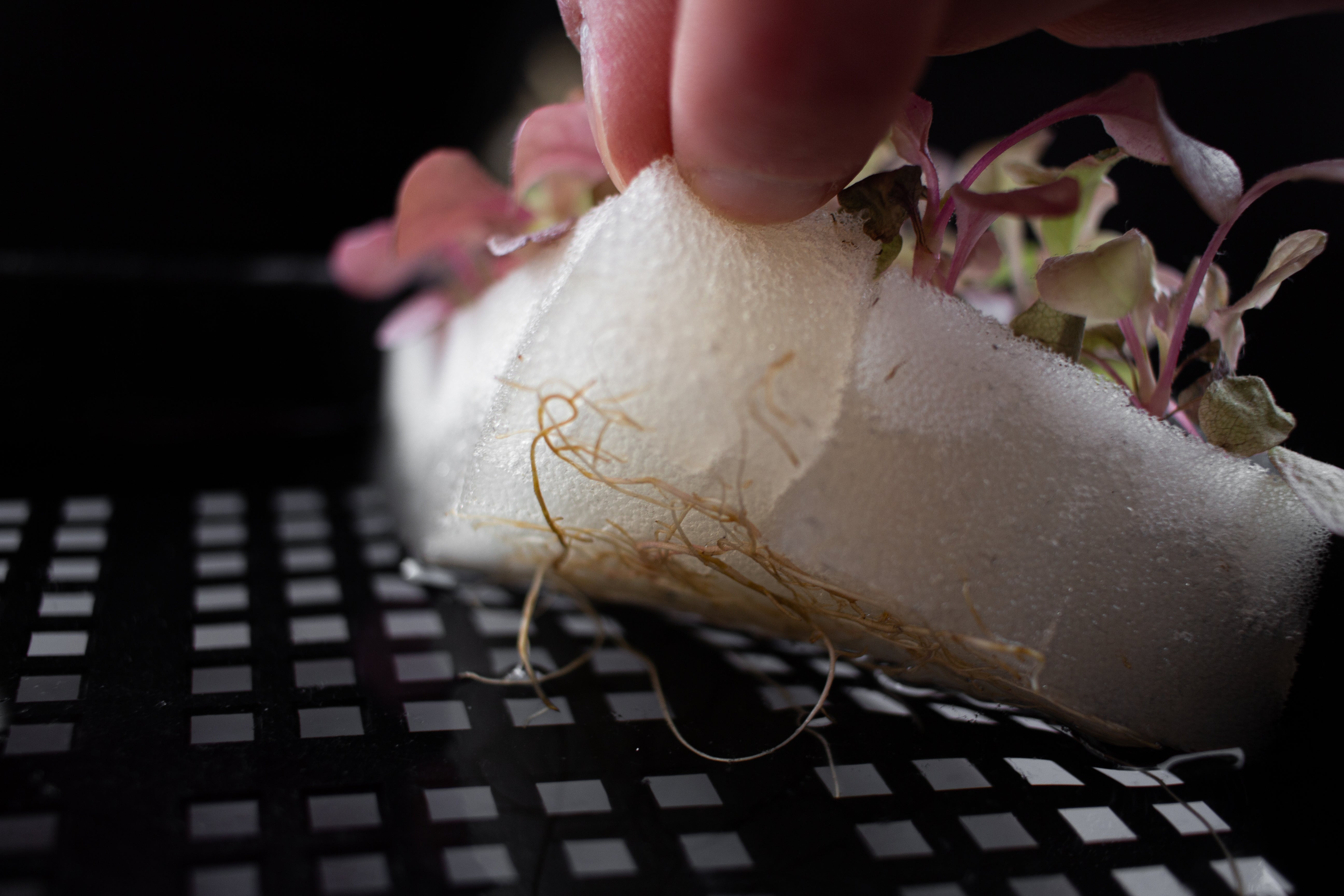 Plantskola - Startkit för 96 plantor