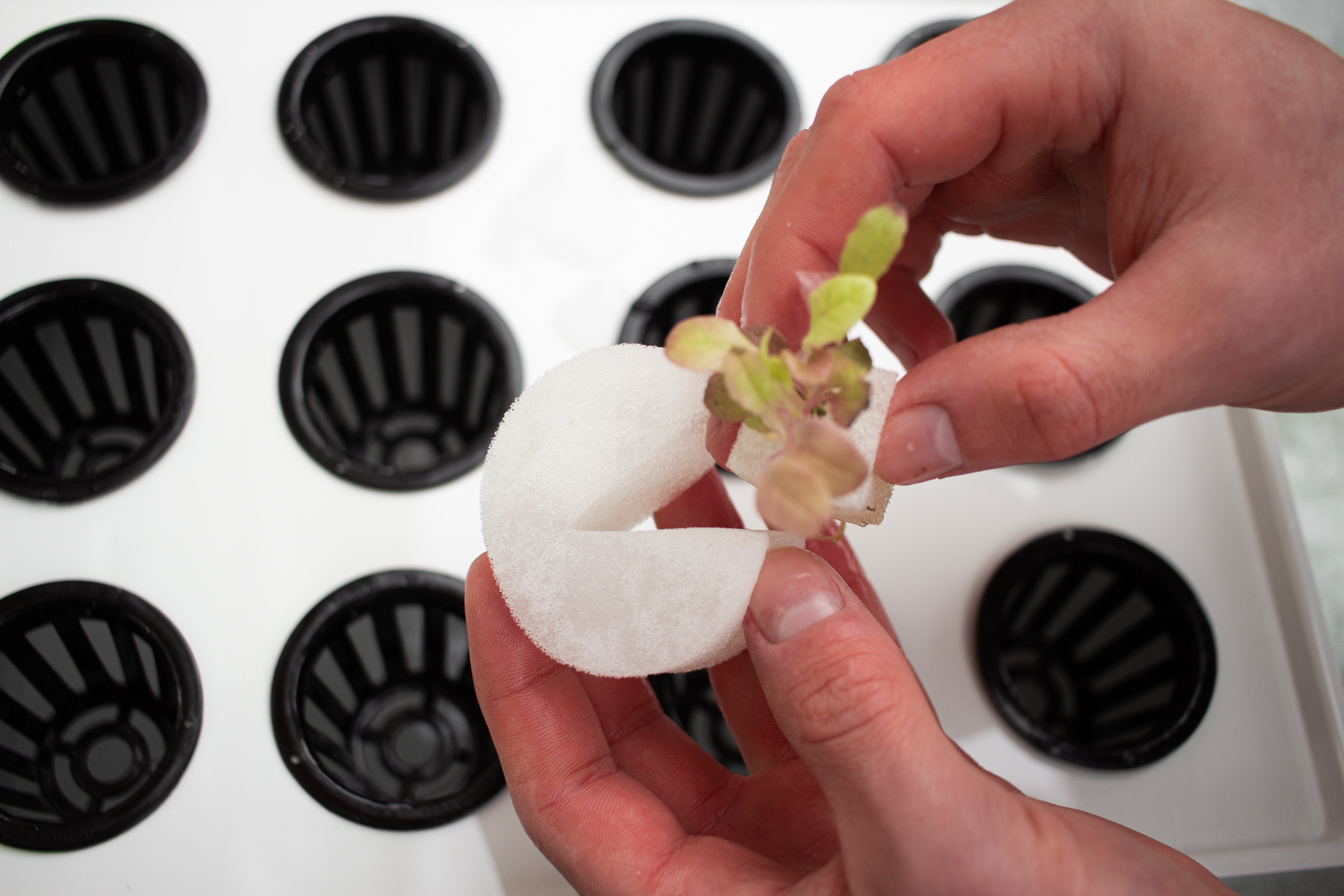 Plantskola - Startkit för 96 plantor