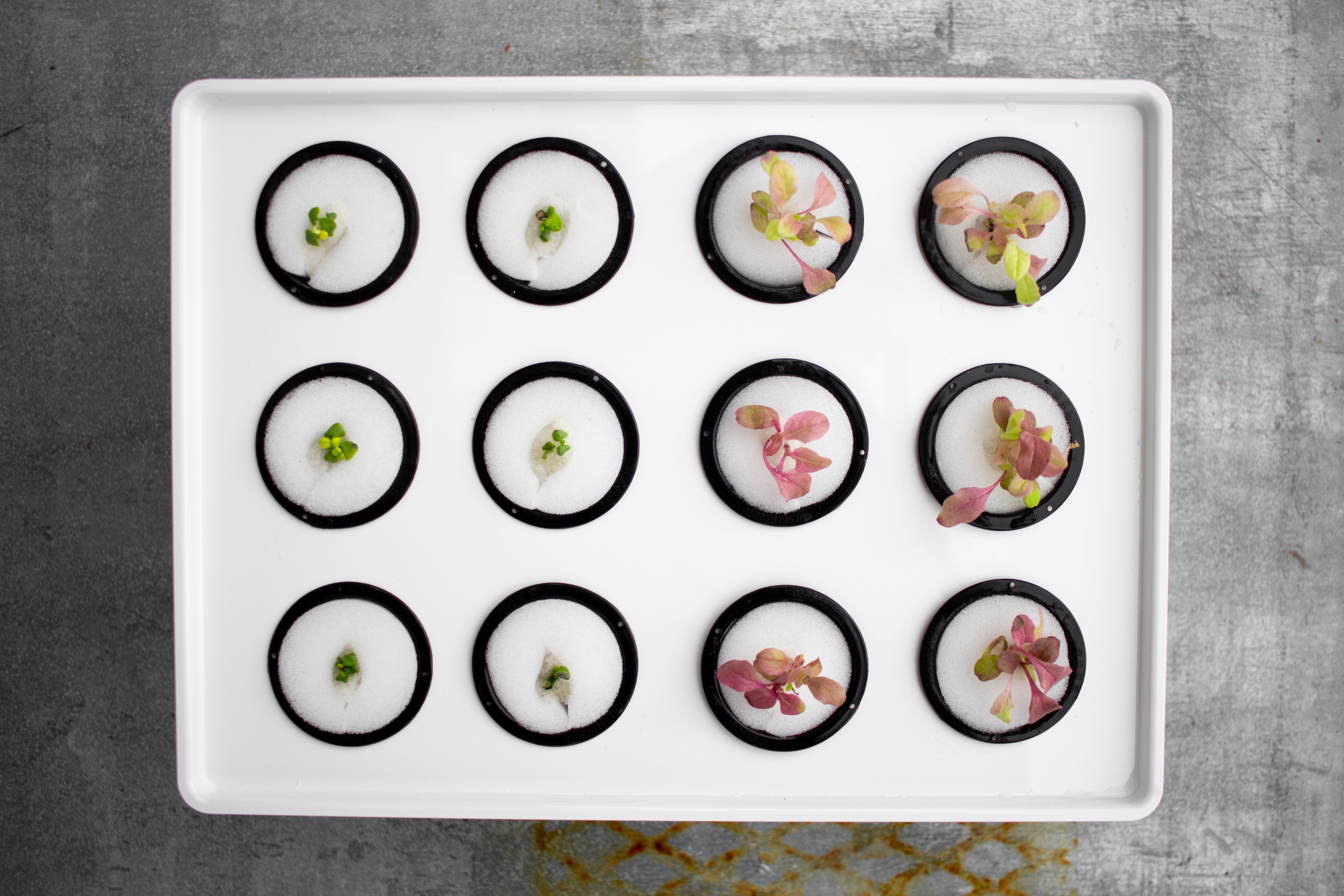 StrongBox paketet - Byggsats för Hydroponisk odling