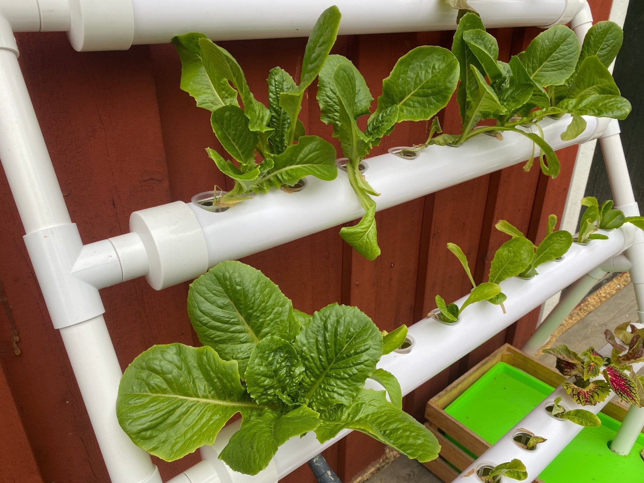 Hydroträdgård 36 plantor - Mylar.se