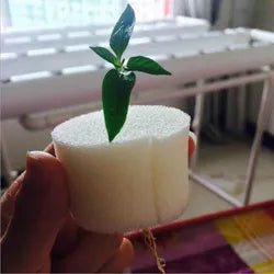 Odlingssvamp 50 mm - Mylar.se