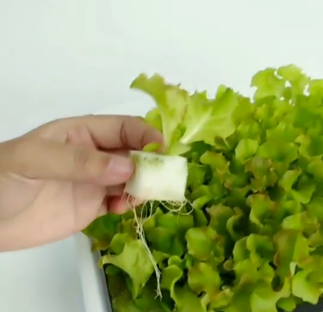 Hydrogarten 36 Pflanzen