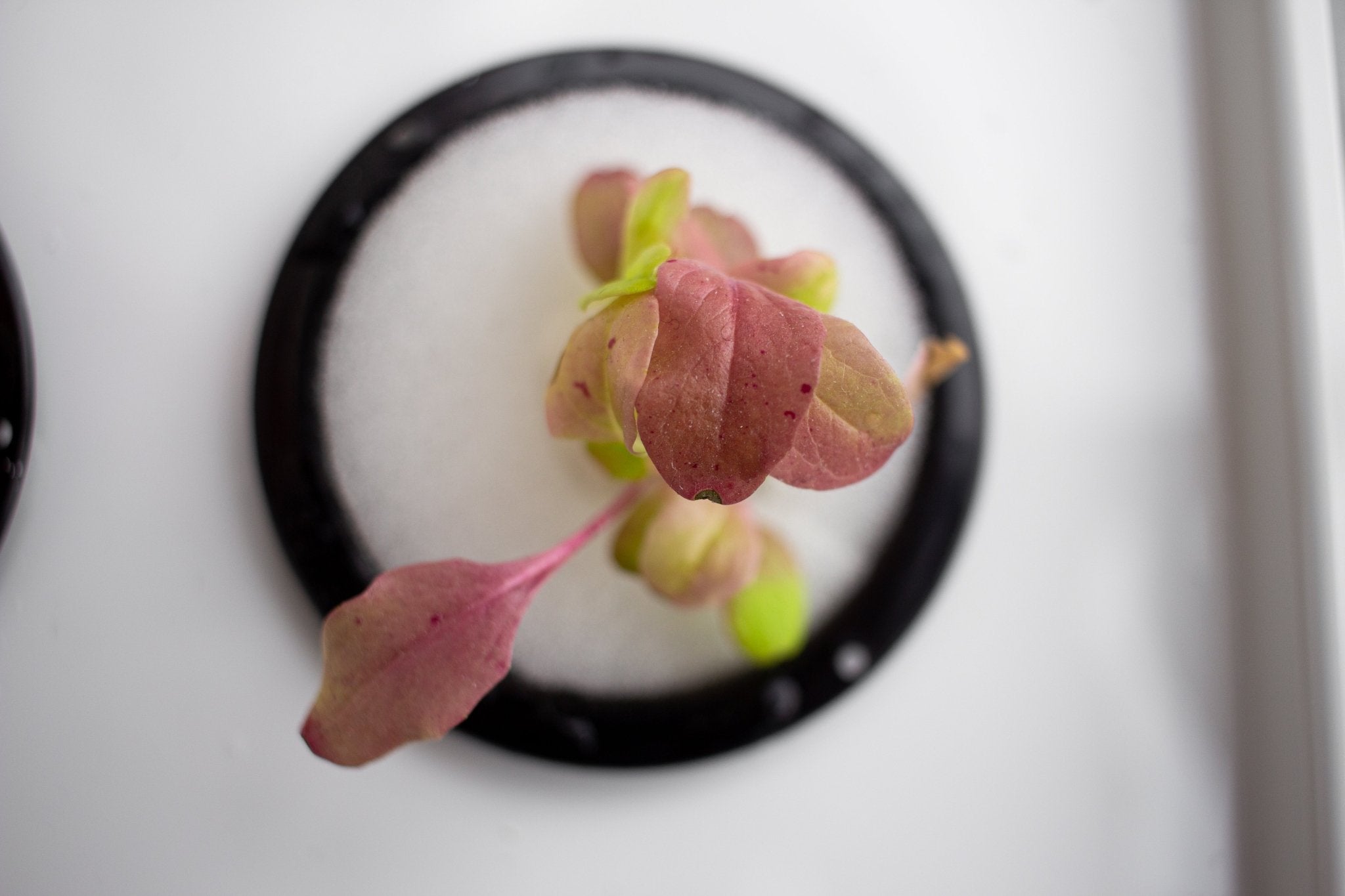 Stora startpaketet Hydroponisk odling välj mellan 32 eller 50 mm korgar - Mylar.se