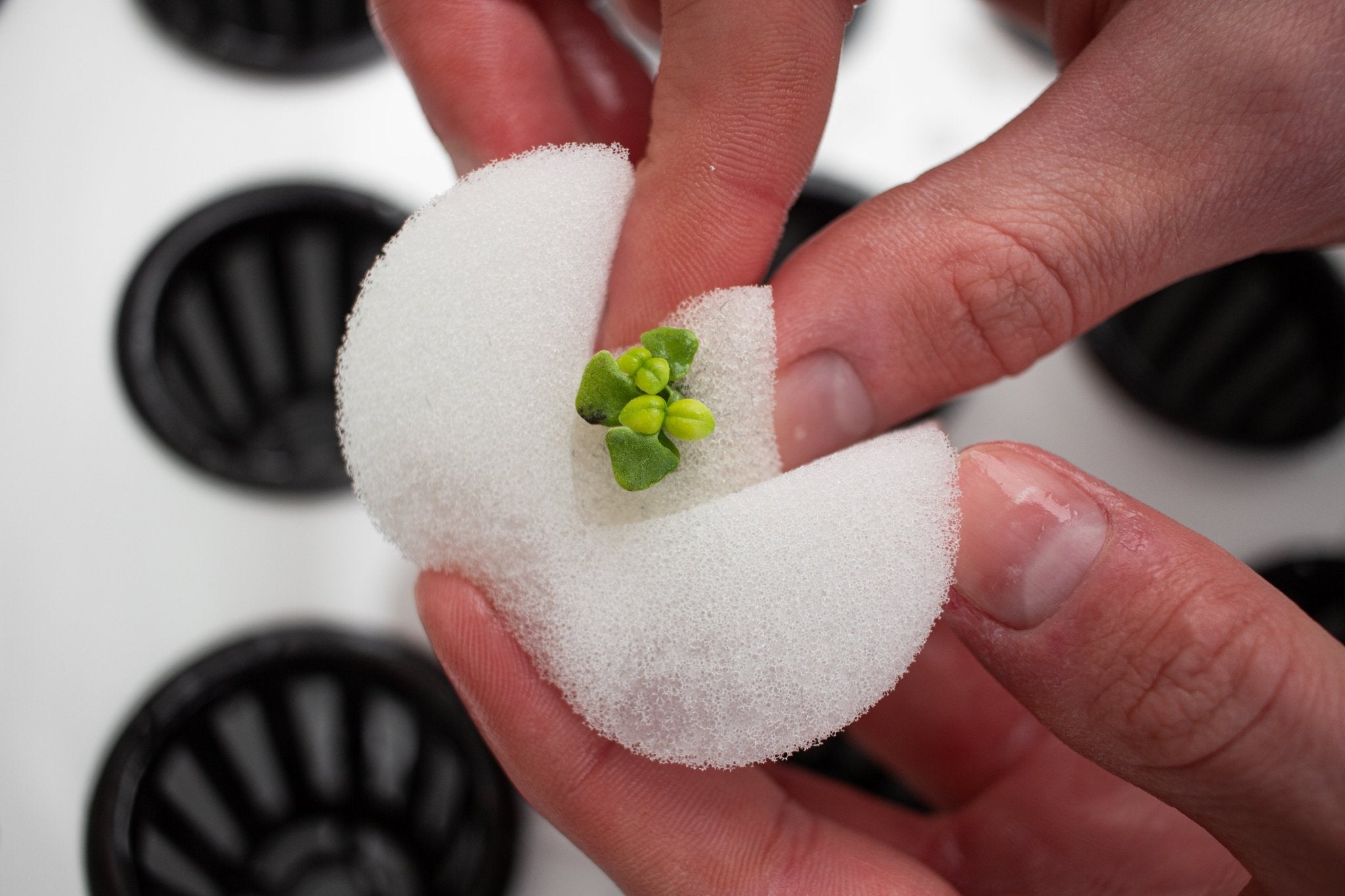 Lilla startpaketet - Hydroponisk odling - Mylar.se