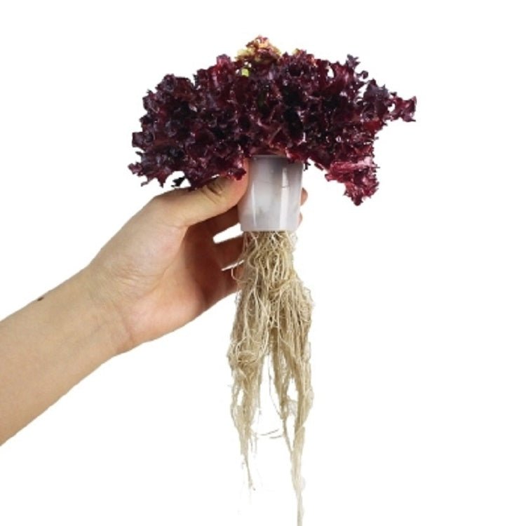 Nätkruka 50 mm - 20 pack - Mylar.se