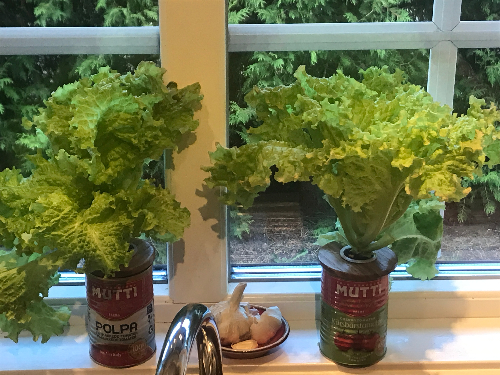 Plastlock till konservburk 73 mm - 5 pack - Mylar.se