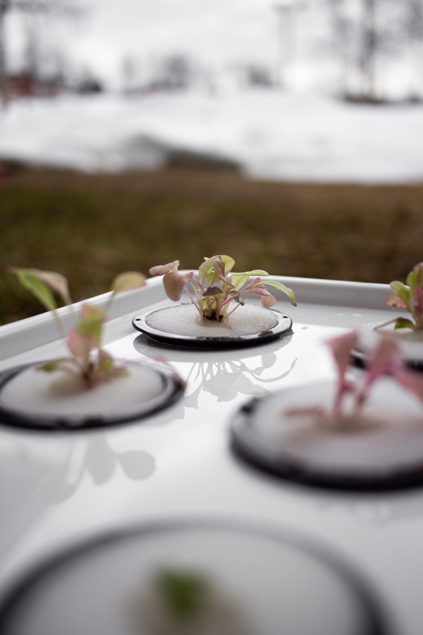 Stora startpaketet Hydroponisk odling välj mellan 32 eller 50 mm korgar - Mylar.se