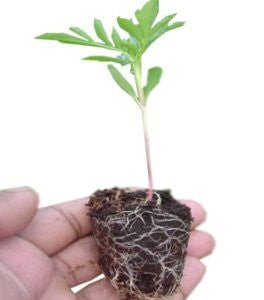 Torvbrikett 30 mm (Jiffy 7) - Mylar.se